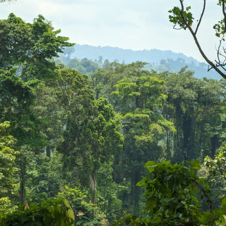 A photo of lush rainforest in Bali, Indonesia